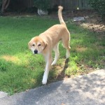 Adoptable (Official) Georgia Dogs for August 21, 2017