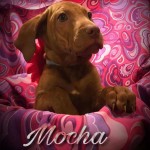 Adoptable (Official) Georgia Dogs for August 22, 2017