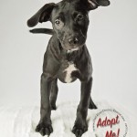 Adoptable (Official) Georgia Dogs for August 1, 2017