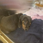 Adoptable (Official) Georgia Dogs for August 31, 2017