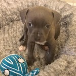 Adoptable (Official) Georgia Dogs for August 10, 2017