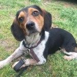 Adoptable (Official) Georgia Dogs for August 25, 2017