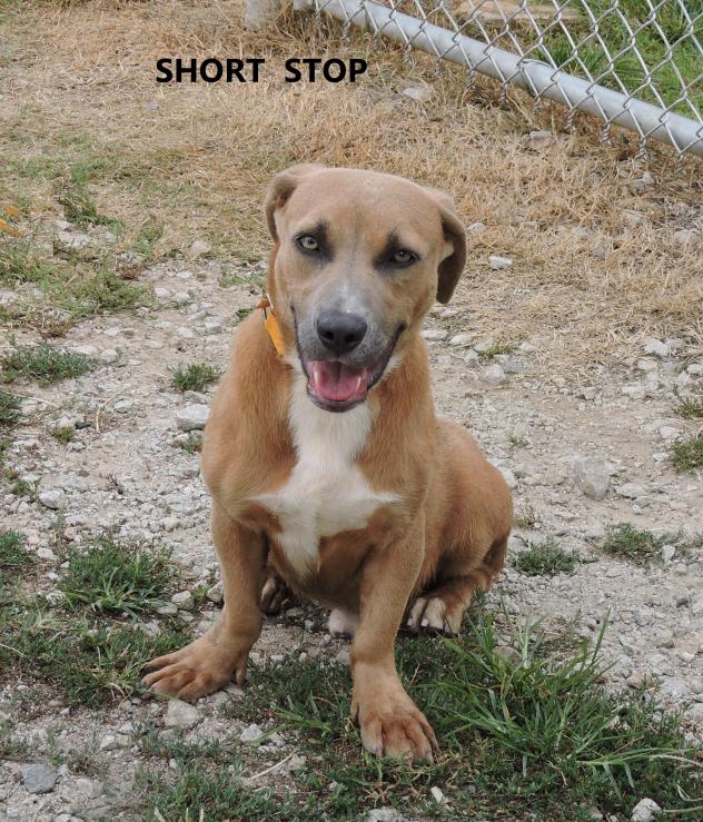 Short Stop