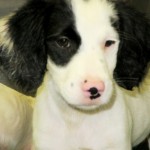 Adoptable (Official) Georgia Dogs for August 28, 2017