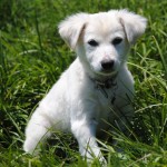 Adoptable (Official) Georgia Dogs for August 3, 2017