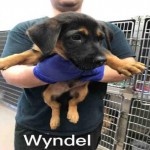 Adoptable (Official) Georgia Dogs for August 8, 2017