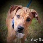 Adoptable (Official) Georgia Dogs for September 22, 2017