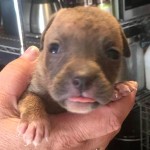 Adoptable (Official) Georgia Dogs for September 8, 2017