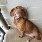 Adoptable (Official) Georgia Dogs for September 20, 2017