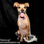 Adoptable (Official) Georgia Dogs for September 11, 2017
