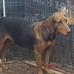 Adoptable (Official) Georgia Dogs for September 25, 2017