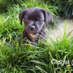 Adoptable (Official) Georgia Dogs for September 26, 2017