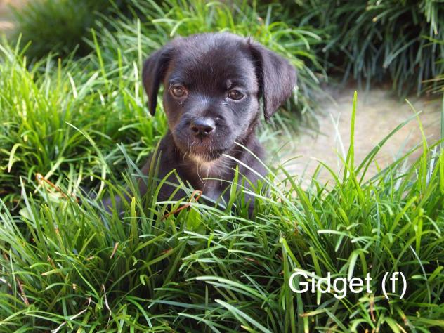 Gidget