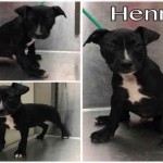 Adoptable (Official) Georgia Dogs for September 28, 2017