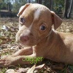 Adoptable (Official) Georgia Dogs for September 19, 2017