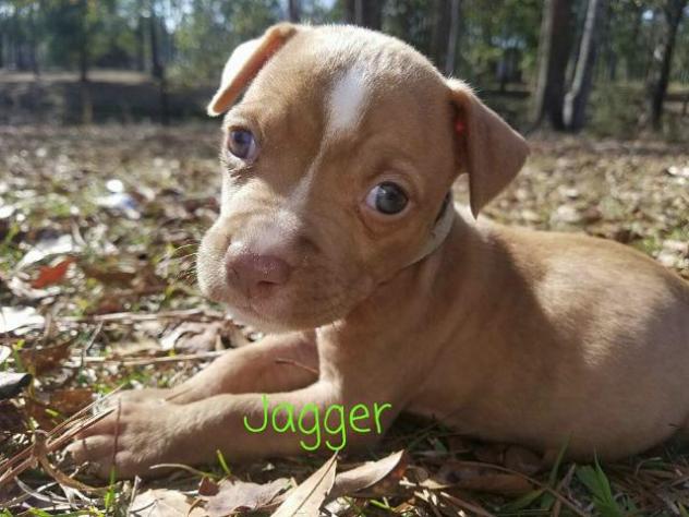 Jagger