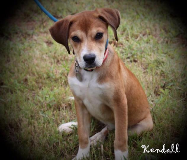 KendallSAP