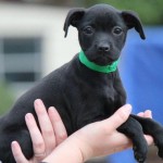 Adoptable (Official) Georgia Dogs for September 5, 2017