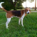 Adoptable (Official) Georgia Dogs for September 1, 2017
