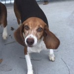 Adoptable (Official) Georgia Dogs for September 27, 2017