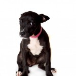 Adoptable (Official) Georgia Dogs for September 6, 2017