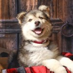 Adoptable (Official) Georgia Dogs for September 21, 2017