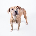Adoptable (Official) Georgia Dogs for September 18, 2017