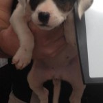 Adoptable (Official) Georgia Dogs for October 17, 2017