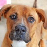 Adoptable (Official) Georgia Dogs for October 23, 2017