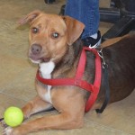 Adoptable (Official) Georgia Dogs for October 26, 2017