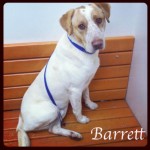 Adoptable (Official) Georgia Dogs for October 19, 2017