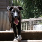 Adoptable (Official) Georgia Dogs for October 18, 2017