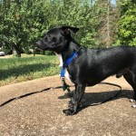Adoptable (Official) Georgia Dogs for October 11, 2017