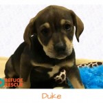 Adoptable Georgia Dogs for October 2, 2017