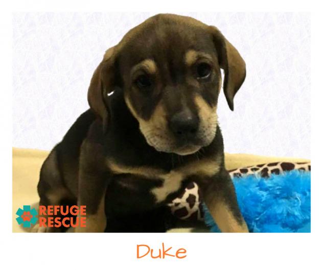 DukeRR