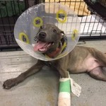 Adoptable (Official) Georgia Dogs for October 24, 2017