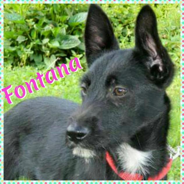 Fontana
