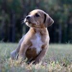 Adoptable (Official) Georgia Dogs for October 12, 2017