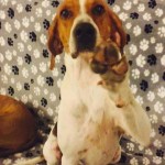 Adoptable (Official) Georgia Dogs for October 4, 2017