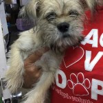 Adoptable (Official) Georgia Dogs for October 6, 2017