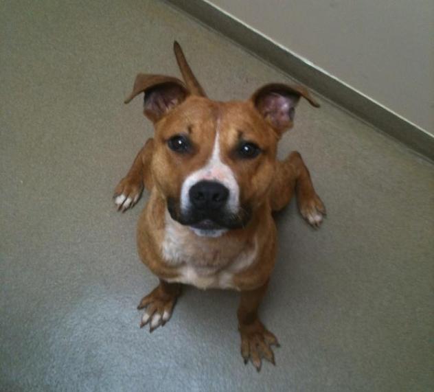 HowardPibble
