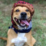 Adoptable (Official) Georgia Dogs for October 25, 2017