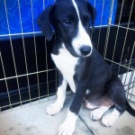 Official (Adoptable) Georgia Dogs for October 13, 2017
