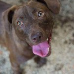 Adoptable (Official) Georgia Dogs for October 16, 2017