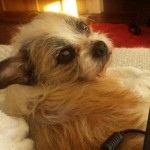 Adoptable (Official) Georgia Dogs for October 20, 2017