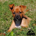 Adoptable (Official) Georgia Dogs for October 31, 2017