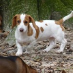 Adoptable (Official) Georgia Dogs for October 30, 2017
