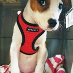 Adoptable (Official) Georgia Dogs for October 5, 2017