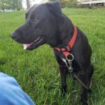 Adoptable (Official) Georgia Dogs for October 10, 2017