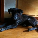 Adoptable (Official) Georgia Dogs for October 27, 2017